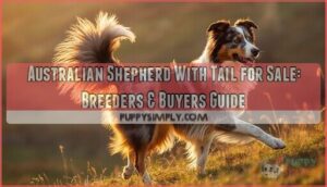 australian shepherd with tail for sale australian shepherd with tail for sale
