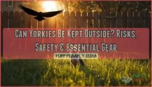 can yorkies be kept outside can yorkies be kept outside