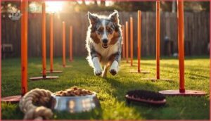 caring for an australian shepherd caring for an australian shepherd