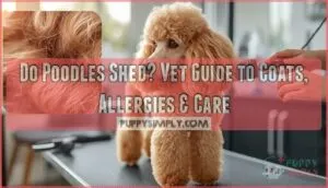 do poodles shed