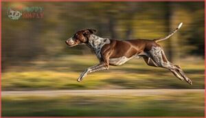 german shorthaired pointer – athleticism german shorthaired pointer – athleticism