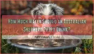 how much water should an australian shepherd puppy drink