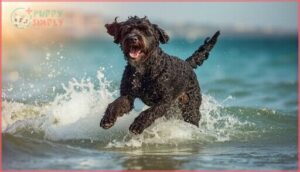 portuguese water dog portuguese water dog