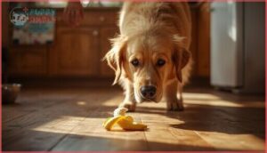 potential risks of feeding bananas to dogs potential risks of feeding bananas to dogs