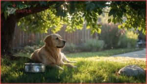 preventing heatstroke in dogs preventing heatstroke in dogs