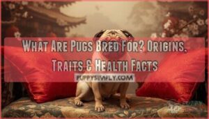 what are pugs bred for