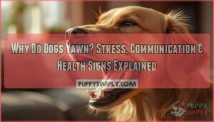 why do dogs yawn why do dogs yawn