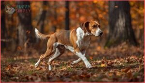 american foxhound – speed and endurance for big game american foxhound – speed and endurance for big game