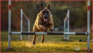 belgian malinois belgian malinois