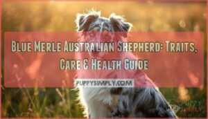 blue merle australian shepherd