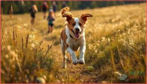 brittany spaniel – lively and engaged brittany spaniel – lively and engaged