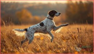 english setter – upland game expertise english setter – upland game expertise