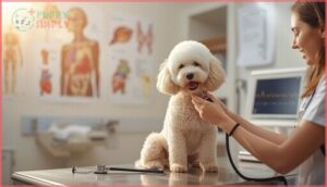 health issues affecting maltese poodle longevity health issues affecting maltese poodle longevity