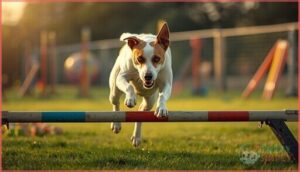jack russell terrier – fearless and energetic jack russell terrier – fearless and energetic