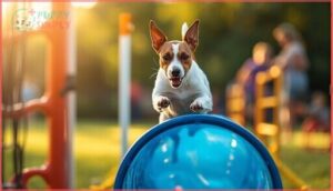 jack russell terrier – spirited and playful jack russell terrier – spirited and playful