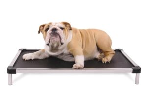 K9 Ballistics Chew Proof Elevated B0CHZJKPC4