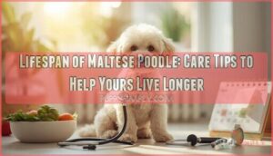 lifespan of maltese poodle lifespan of maltese poodle
