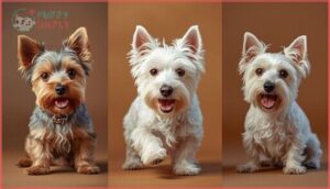 minimal shedding terrier breeds minimal shedding terrier breeds