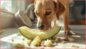 potential risks for dogs eating honeydew melon potential risks for dogs eating honeydew melon