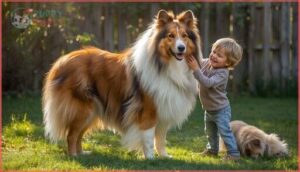 rough collie rough collie