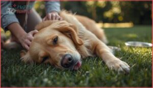 when to worry about a tired dog when to worry about a tired dog