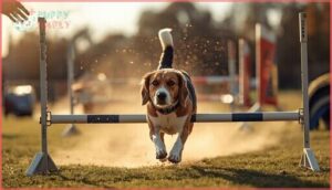 advanced tips for successful beagle training advanced tips for successful beagle training