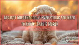 apricot goldendoodle apricot goldendoodle