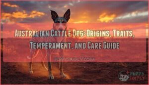 australian cattle dog australian cattle dog