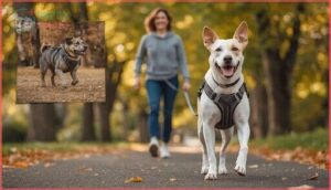 benefits of using escape proof dog harnesses benefits of using escape proof dog harnesses