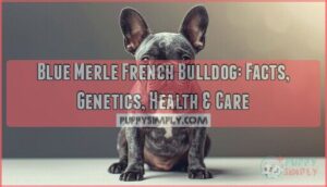 blue merle french bulldog blue merle french bulldog