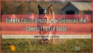 border collie australian shepherd mix border collie australian shepherd mix