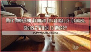 dogs run around erratically dogs run around erratically