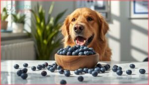 health benefits of plain blueberries for dogs health benefits of plain blueberries for dogs