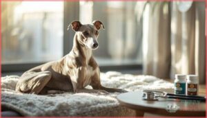 health considerations for whippets health considerations for whippets
