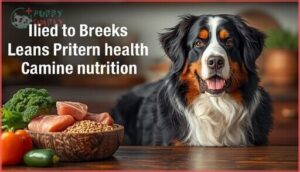 how diet affects bernese mountain dog longevity how diet affects bernese mountain dog longevity