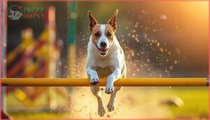 jack russell terrier jack russell terrier