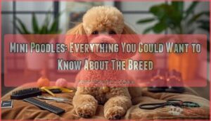 mini poodles everything you could want to know mini poodles everything you could want to know