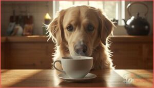 potential risks of giving tea to dogs potential risks of giving tea to dogs