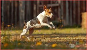 rat terrier rat terrier