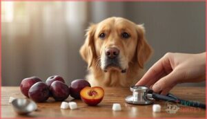 risks of feeding plums to dogs risks of feeding plums to dogs