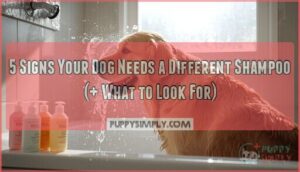 signs your dog needs a different shampoo signs your dog needs a different shampoo