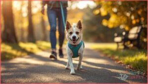 training and walking with a small dog harness training and walking with a small dog harness