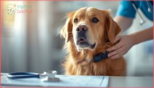 why flea prevention matters for dogs why flea prevention matters for dogs