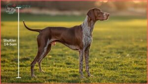 adult weight and height adult weight and height