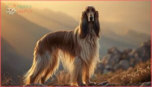 afghan hound afghan hound