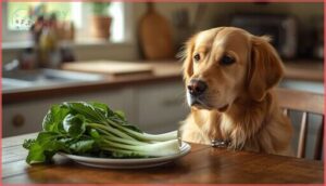 can dogs eat bok choy can dogs eat bok choy