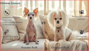 chinese crested chinese crested