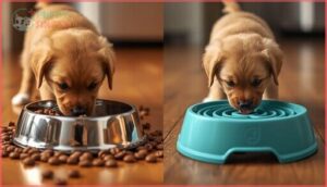 differences between slow feeders and regular bowls differences between slow feeders and regular bowls