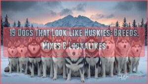 dogs that look like huskies dogs that look like huskies