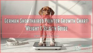 german shorthaired pointer growth chart german shorthaired pointer growth chart